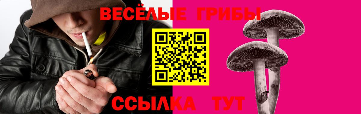 Галлюциногенные грибы Psilocybine cubensis Осинники